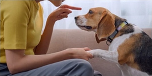犬の叱り方10選!悪いことをした時、NG行為を理解しよう