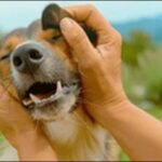犬のしつけを厳しくすべきでない理由8選!効果的なしつけには不可欠