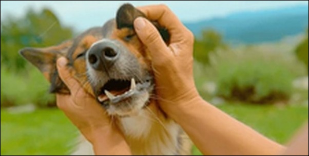 犬のしつけを厳しくすべきでない理由8選!効果的なしつけには不可欠