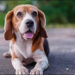 犬のお座りの教え方のコツ12選!基本的なコツを理解することが鍵