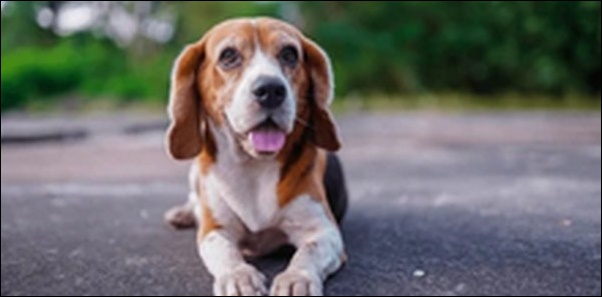 犬のお座りの教え方のコツ12選!基本的なコツを理解することが鍵