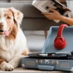 音を使った犬のしつけのコツ15選!犬に分かりやすい形で実践すべし