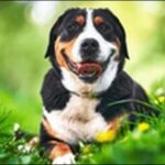 スイス犬のしつけ13選!犬の性格やニーズに合わせた適切な方法が鍵
