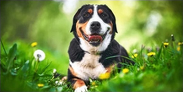 スイス犬のしつけ13選!犬の性格やニーズに合わせた適切な方法が鍵