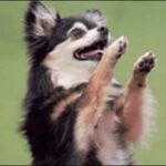 犬の芸(技、トリック)お勧め24選!教え方のコツも解説します