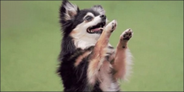 犬の芸(技、トリック)お勧め24選!教え方のコツも解説します