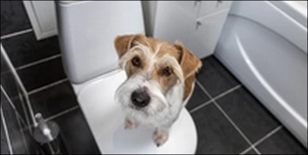 犬のトイレのしつけのコツ13選!無理なく賢くしつけたい人必見
