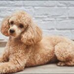 トイプードルのしつけのコツ13選!犬の性格や環境を考慮すべし