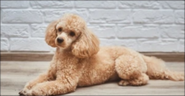 トイプードルのしつけのコツ13選!犬の性格や環境を考慮すべし