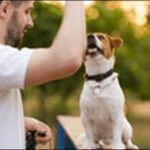 犬のしつけツケ(ヒール、ついて、横)のコツ15選!重要点を網羅
