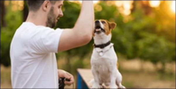 犬のしつけツケ(ヒール、ついて、横)のコツ15選!重要点を網羅