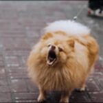 犬のしつけツイスト(スピン・まわれ)のコツ16選!ポイントを解説