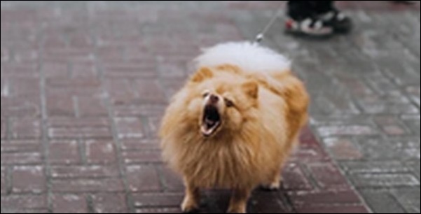 犬のしつけツイスト(スピン・まわれ)のコツ16選!ポイントを解説