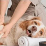 犬のしつけはいつまですべき?期間に決まりがない理由7選を解説