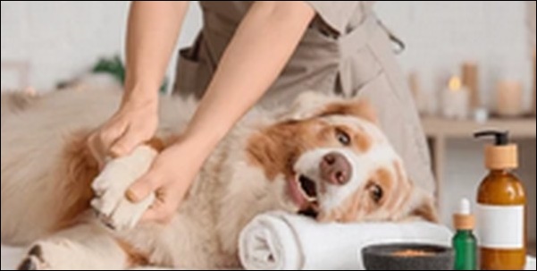 犬のしつけはいつまですべき?期間に決まりがない理由7選を解説