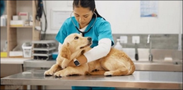 犬のしつけの獣医からの助言のメリットとデメリットを解説!