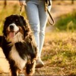 散歩中吠える犬のしつけ方法10選!正しい方法を知ることが解決の鍵