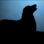 無駄吠えをなくす犬のしつけのコツ11選!正しい方法を学ぶべし