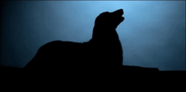 無駄吠えをなくす犬のしつけのコツ11選!正しい方法を学ぶべし