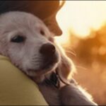 犬のしつけはいつから始めるべきか?事前準備、正しい順番も解説