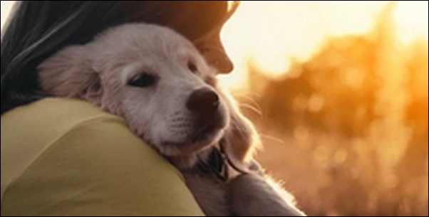 犬のしつけはいつから始める?事前準備、正しい順番も解説