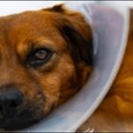 首根っこを掴む犬のしつけはNGの理由9選!正しい知識を理解すべし