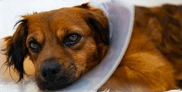 首根っこを掴む犬のしつけはNGの理由9選!正しい知識を理解すべし