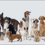 犬飼うなら犬種はどれがお勧め？家庭環境やライフスタイル別に解説