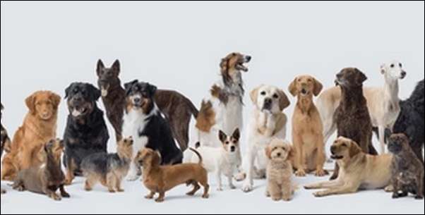 犬飼うなら犬種はどれがお勧め?家庭環境やライフスタイル別に解説