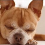 犬の名前を途中で変えて大丈夫？新しい名前を教えてくれるのかを解説