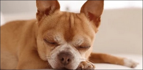犬の名前を途中で変えて大丈夫？新しい名前を教えてくれるのかを解説