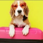 犬の名前2文字おススメを紹介！覚えやすくて印象的な名前を付けよう