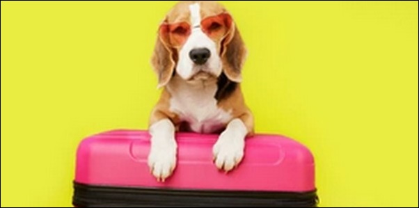 犬の名前2文字おススメを紹介!覚えやすくて印象的な名前を付けよう