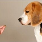 犬の名前4文字おススメを紹介！呼びやすさと親しみやすさを両立可能