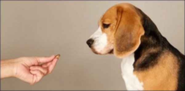 犬の名前4文字おススメを紹介!呼びやすさと親しみやすさを両立可能