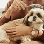 犬の名前5文字おススメを紹介！名前にオリジナリティを持たせよう