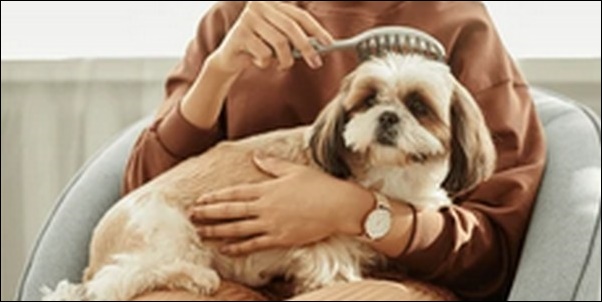 犬の名前5文字おススメを紹介！名前にオリジナリティを持たせよう