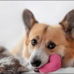 犬の名前アニメキャラおススメを紹介！作品の雰囲気やキャラを反映可