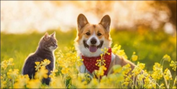 犬の名前4月生まれおススメを紹介!新たな門出を連想させる言葉が鍵