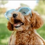 みずがめ座生まれの犬の名前おススメを紹介！星座別特徴の反映が鍵