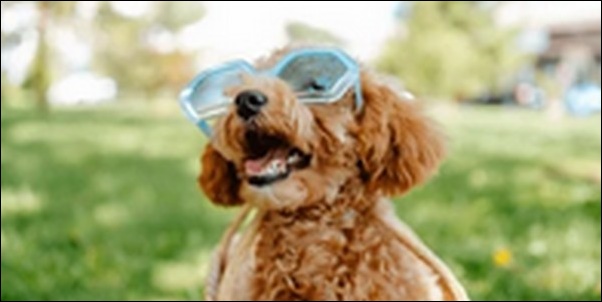 みずがめ座生まれの犬の名前おススメを紹介!星座別特徴の反映が鍵