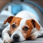 おひつじ座生まれの犬の名前おススメを紹介！星座別の特徴が活かせる