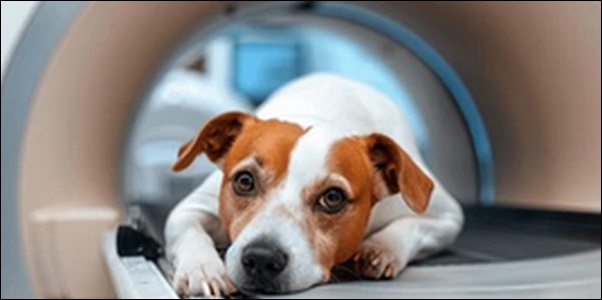 おひつじ座生まれの犬の名前おススメを紹介!星座別の特徴が活かせる