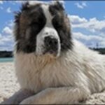 犬の名前8月生まれおススメを紹介！夏真っ盛りの季節感を組み込もう