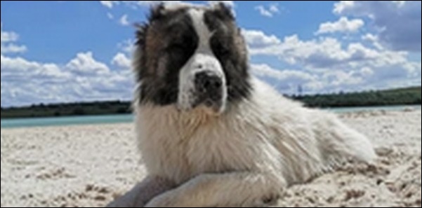 犬の名前8月生まれおススメを紹介！夏真っ盛りの季節感を組み込もう