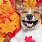 犬の名前秋生まれおススメを紹介!秋の落ち着きや美しさが表現可能