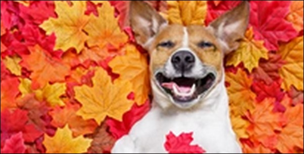 犬の名前秋生まれおススメを紹介!秋の落ち着きや美しさが表現可能