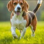 ビーグルのしつけのコツ16選!性格に合った接し方を心がけるべし