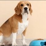犬の名前ビーグルおススメを紹介!元気で好奇心旺盛な性格を考慮