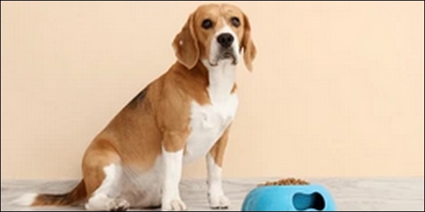 犬の名前ビーグルおススメを紹介！元気で好奇心旺盛な性格を考慮